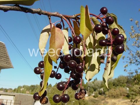 chokecherry, common